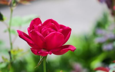 Über die Gefühle der Liebe & Wertschätzung