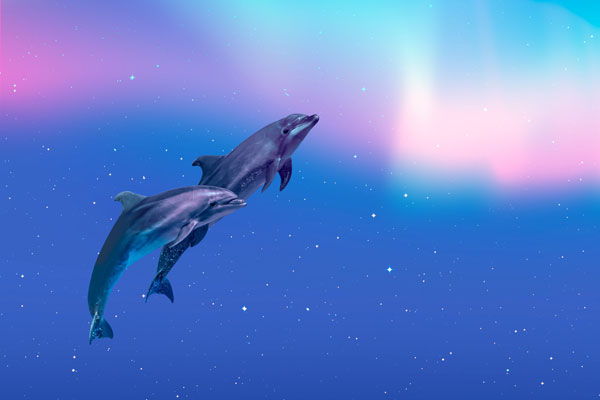 Energie-Aktivierung (Ferne) mit Sirius-Delfinen
