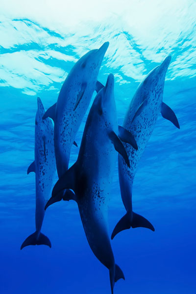 Delfin-Frequenz Heilung