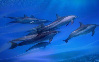 Warum Delfine als Heiler der neuen Zeit Sinn machen