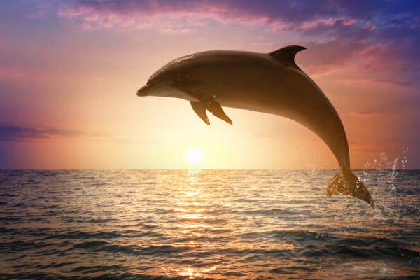 Fern-Heilkreise Delfin-Kristall und Einhörner von Lemuria