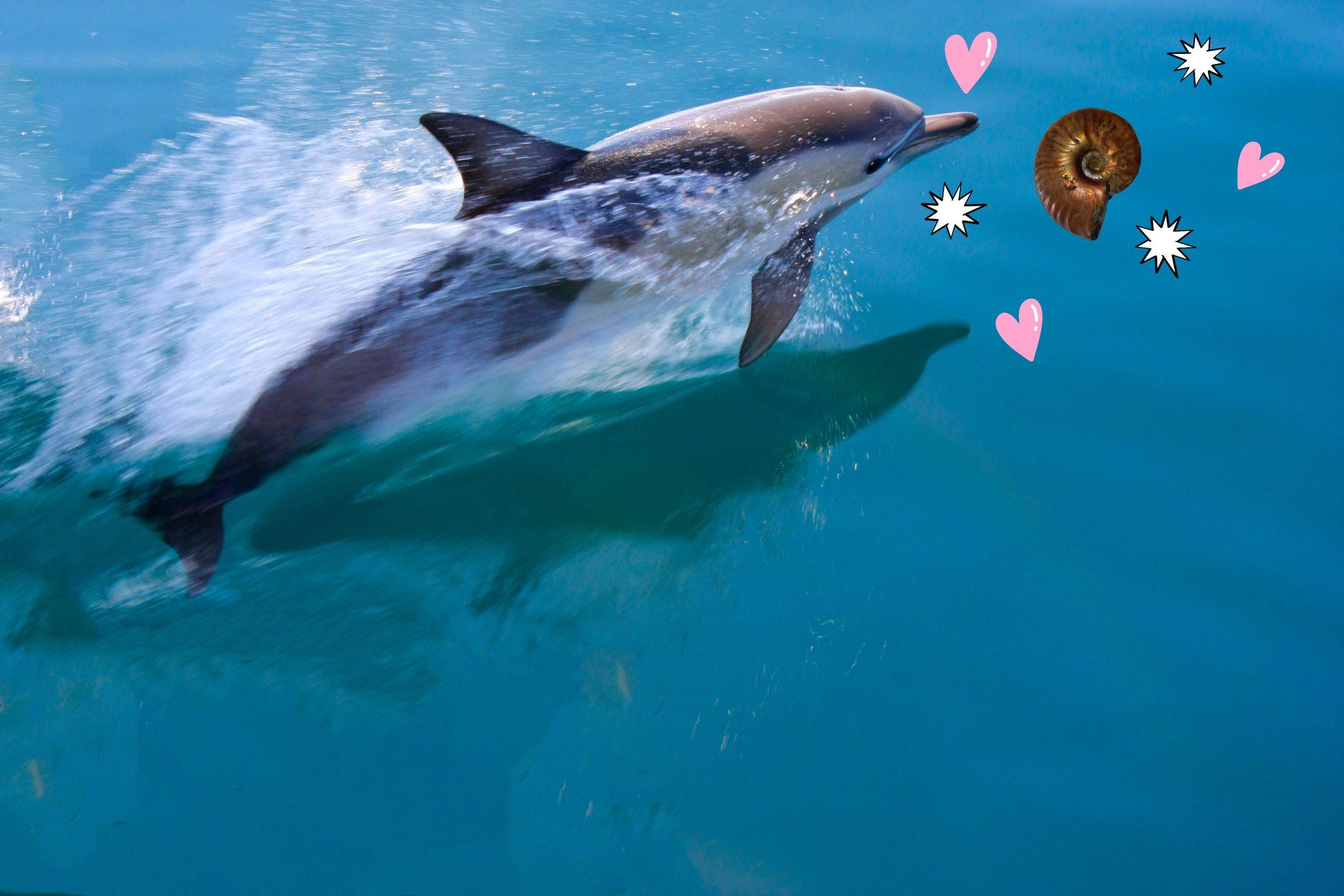 Fern-Heilkreise Delfin-Kristall und Einhörner von Lemuria